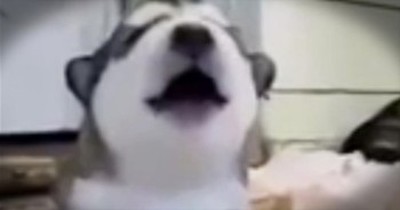Adorable Husky Puppy Learns How To Howl 