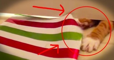 Precious Cats 'Help' Owner Wrap Christmas Presents 
