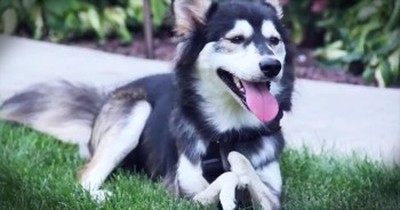 Dog With Deformity Gets 3D Prosthetic Legs  