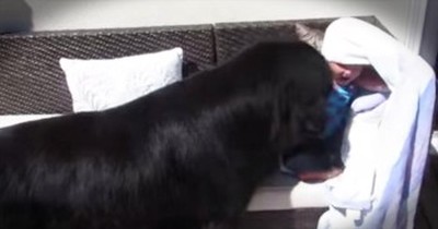 Smart Dog Plays Hide-And-Seek With Precious Toddler 