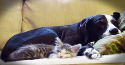 7-Year-Old Narrates Beautiful Friendship Between Dog And Cat 