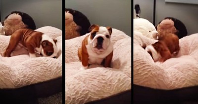 Puppy Has The CUTEST Reaction To New Bed