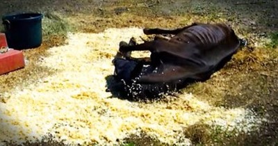 Neglected Horse Gets A Second Chance At Life 