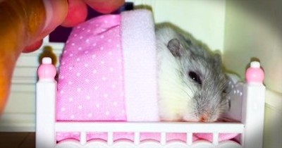 Adorable Hamster Gets Tucked In Every Night 