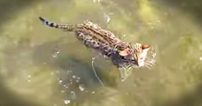 Adorable Kitten Takes First Swim At The Beach