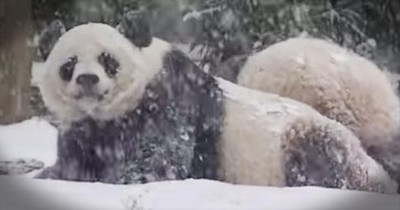 Panda Cub Plays In The Snow For The First Time 