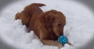 Adorable Dog Is Confused By Squeaky Toy 