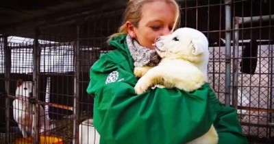 Incredible Rescue Saves Dogs From Meat Farm 