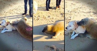 Friendly Seal Cuddles With Dog On The Beach 