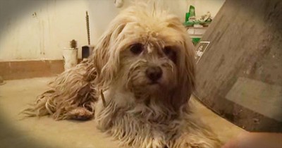 Homeless Dog Tries To Bite Rescuers But Then Becomes Thankful 