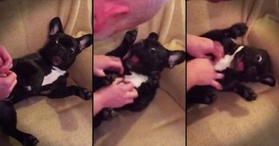 Adorable Bulldog Is Super Ticklish 