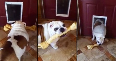 Determined Bulldog Tries To Fit Bone Through Doggy Dog 