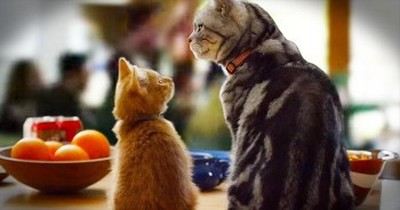 Wise Cat Explains The Super Bowl To New Kitty 