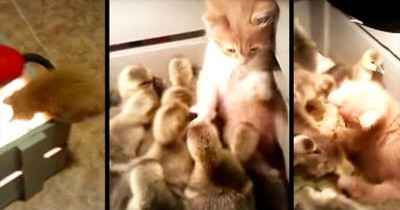 Precious Kitty Makes Friends With Ducklings 