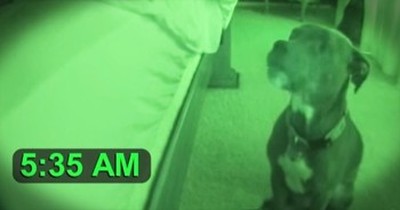 Adorable Pitbull Wakes Owner Up In The Funniest Way 