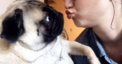 Adorable Pug Does Not Like Kisses 