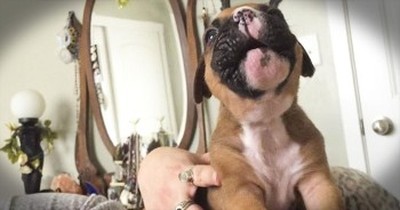 Precious Boxer Pup Learns How To Howl 