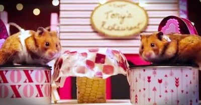 2 Tiny Hamsters Go On An Adorable Valentine’s Date 
