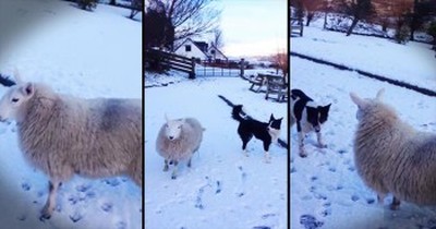 Lamb That Thinks She’s A Dog Plays In The Snow 