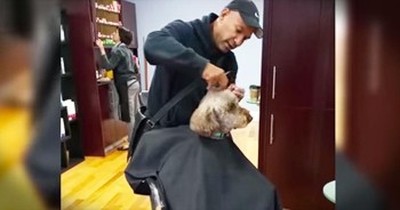 Spoiled Pup Treats Himself To New Haircut 