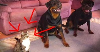 Copy Cat Performs Tricks Just Like Her Doggy Friends 