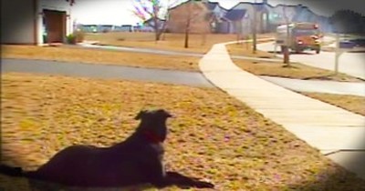 Patient Pup Adorably Waits For School Bus 