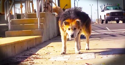 Abandoned Old Pup Had Terrible Life, Until Kind Strangers Come To The Rescue