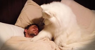 Giant Dog Wakes Her Human Up In The Most Adorable Way  