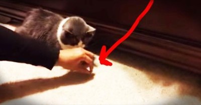 Sneaky Cat Grabs Treats From Beneath The Bed 