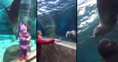 Sea Lion Plays Game With Little Girl’s Glove At Aquarium 