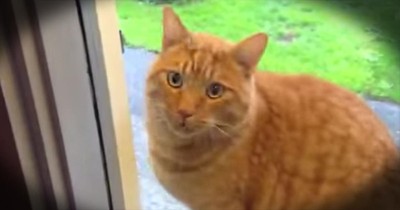Adorable Kitten Rings Doorbell To Be Let In