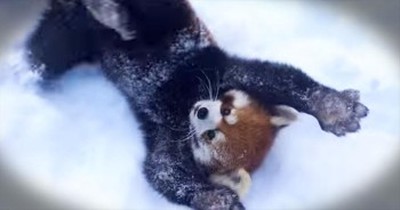 Red Pandas Have Tons Of Fun In The Snow 