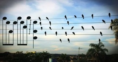 Creative Musician Sees Birds On A Wire And Creates Beautiful Tune 
