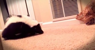 Pet Skunk Has Adorable Playtime With Favorite Toy 