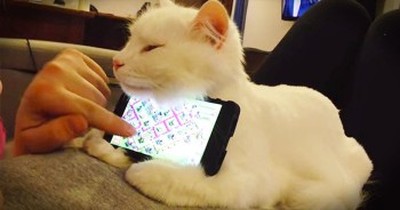 Precious Kitty Acts As The Most Adorable Phone Holder 