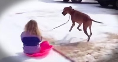 Helpful Pup And His Best Friend Know The BEST Way To Sled 