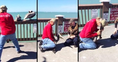 Brave Men Help Pelican With Wire Wrapped Around Beak 