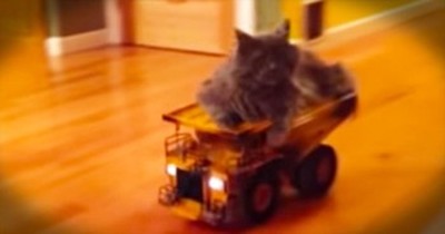 Adorable Kitty Rides Around On Remote-Controlled Truck 