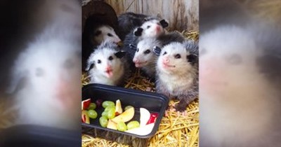 Little Opossums REALLY Enjoy Their Fruity Treat 