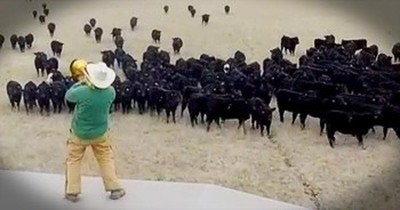 Farmer Derek Helps Cows Combat The Winter Blues With HILARIOUS Serenade 