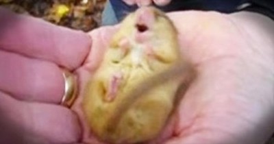 Snoring Dormouse Will Melt Your Whole Heart 