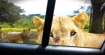 Friendly Lion Opens Car Door 