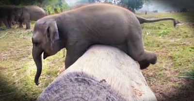Clumsy Baby Elephant Will Make Your Entire Day! 
