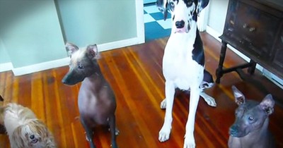 5 Dogs, 1 Cat And A Duck Make The CUTEST Animal Family You’ve Ever Seen