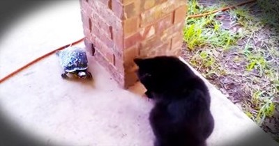Cat And Turtle Play The CUTEST Game Of Tag 