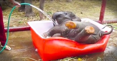 Baby Elephant Can’t Get Enough Of Bathtime 