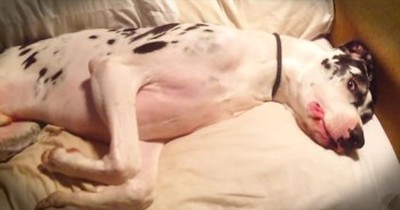 Goofy Great Dane Doesn’t Want To Wake Up 