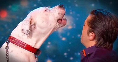 Hilarious Dog Sings Along To ‘ I Will Always Love You’ 