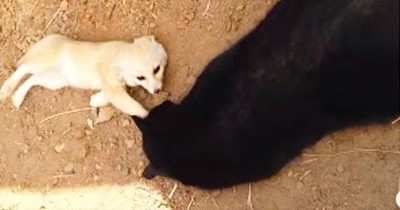 Fennic Fox Has Precious Reunion With Kitty Best Friend 