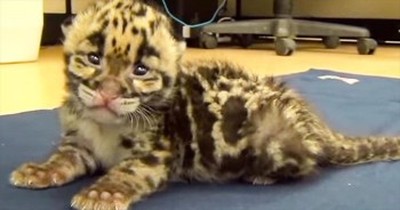2-Week-Old Leopard Squeaks His Way Into Your Heart 